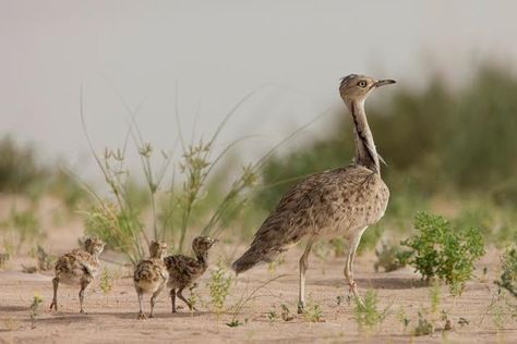 Houbara Bustard – Pride of the UAE and Middle East Houbara Bustard, Small Lizards, Uae National Day, Bird Migration, Partridge, Bird Species, North Africa, Exotic Pets, Beautiful Wallpapers