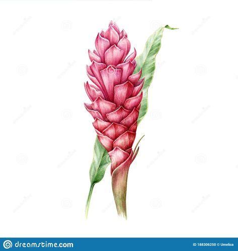 Ginger Flower Illustration, Ginger Plant Tattoo, Exotic Flower Tattoos, Tropical Flowers Illustration, Turmeric Plant, Leaf Watercolor, Ginger Plant, Pink Ginger, Ginger Flower