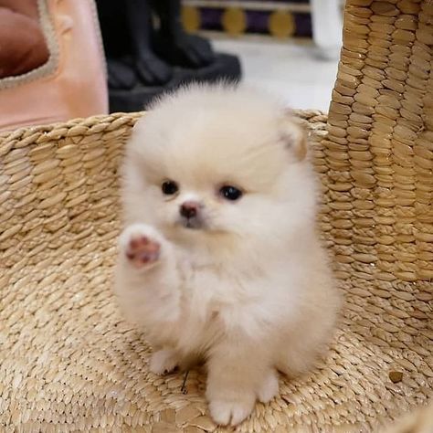 White Pomeranian Puppies, Baby Pomeranian, Pomeranian Spitz, White Pomeranian, Cute Puppy Videos, Puppy Face, Beagle Puppy, Teacup Puppies, Pomeranian Dog