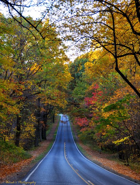 Skyline Drive Virginia, Daily Photography, Virginia Photography, Colors Of Autumn, Skyline Drive, Out Of My Comfort Zone, Beautiful Trees, Autumn Drives, Red Leaves