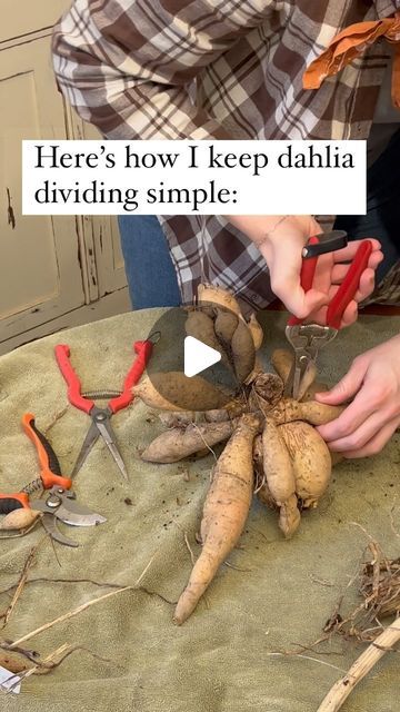 Hannah | Maple Lane Farmstead on Instagram: "How I simplify dahlia tuber dividing:  I make sure to leave EYES on all my tubers. This makes them viable for next year!   And how do you learn/get better at dividing? By practicing. I’ve been doing this now for 4 years. It’s easy for me, now. But first I had to learn by lots of trial and error.  You can do this! Next up: how to store tubers for the winter😊  If you’re new here— I’m Hannah, the Perennial Cottage Gardener. I help beginning-intermediate gardeners decrease overwhelm, save time & build the garden of their dreams though helpful tips and discussions here on IG and though my FREE Garden Design Plan (comment that you want it below or go to my profile😊). Cheering you on always!  #growingdahlias #cottagegardening #gardeningtips #cutflowe How To Store Dahlia Tubers For Winter, How To Save Dahlia Tubers, How To Divide Dahlia Tubers, Dahlia Care How To Grow, How To Store Dahlias For Winter, Dahlia Tuber Storage, Plant Solutions, Hawaii Garden, Dahlia Flower Garden