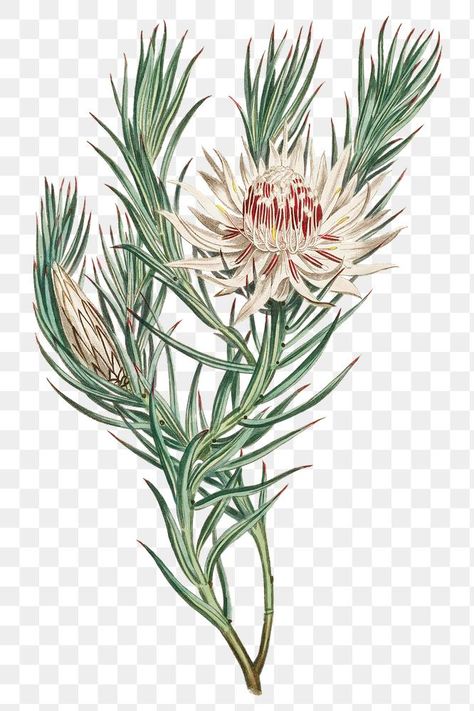 Vintage Protea Mucronifolia (Dagger–Leaf Protea) flower | premium image by rawpixel.com / nap Fynbos Illustration, Protea Illustration, Protea Flower, Png Stickers, Vintage Illustrations, Flower Vintage, Wallpapers Backgrounds, Flower Frame, Antique Art