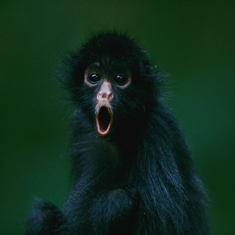 Instagram Monkey Names, Lion Africa, Joel Sartore, Monkey Wall, Tree Climbing, Spider Monkey, Monkeys Funny, Primates, Bolivia