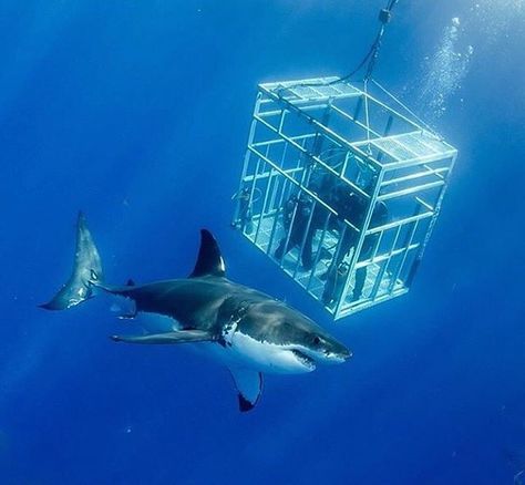 Shark cage diving Shark Cage Diving Aesthetic, I Heart Sharks, Cage Diving With Sharks, Ocean Museum, Shark Cage Diving, Shark Cage, Pogue Life, Shark Diving, Mens Life