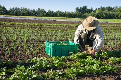 'Local' and 'Organic' Food Labels Only Tell Part of the Story Pesticides For Plants, Wood Vinegar, Organic Agriculture, Natural Farming, Farming Techniques, Improve Soil Quality, North Bay, Garden Grove, West Covina