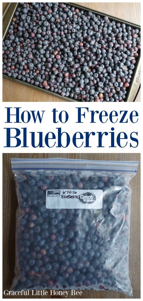 How to Freeze Blueberries Freezing Blueberries, How To Freeze Blueberries, Freezing Produce, Freeze Blueberries, Storing Veggies, Freezing Veggies, Freeze Strawberries, Freeze Food, Food Prepping