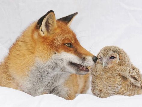 PROVING mateship is stronger than anything — even your species — check out these heartwarming pics of animals and their best mates. Animal Friendships, Forest And Wildlife, Foxes Photography, Fox Pictures, Animals Friendship, Pet Fox, Wildlife Sanctuary, Fox Art, White Wolf