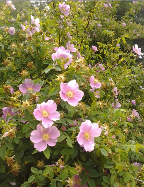 Nootka Rose, Rosa nutkana | Native Plants PNW Nootka Rose, Garden Spells, Pnw Garden, Deer Resistant Garden, River Side, Front Gardens, Tattoo Reference, Native Plant Gardening, Landscaping Flowers