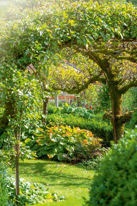 The ultimate guide to planting your own orchard: 'Getting it right is easy; sadly, so is getting it wrong' - Country Life Wildlife Garden Design, Orchard Design, Orchard Garden, Farmhouse Landscaping, Cottage Garden Design, Sharing Economy, Farmhouse Garden, Most Beautiful Gardens, Garden Landscape Design