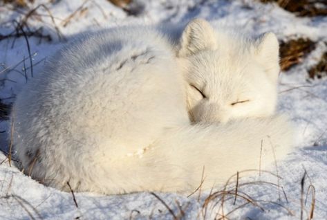 Arctic Fox Sleeping, Arctic Fox Drawing, Diurnal Animals, Arctic Foxes, Arctic Hare, Leopard Seal, Arctic Tundra, Fox Drawing, Sketchbook Project