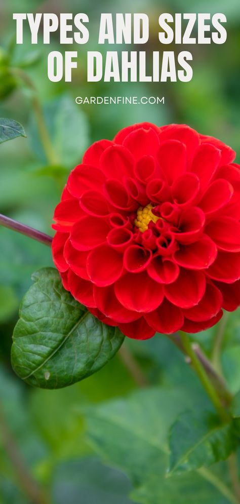 Dive into the world of dahlias with our article! Discover different types and sizes of dahlias and things you need to know about them if you want to add this beautiful plant in your garden! #dahlias #dahliaflower #flowerplant #flowers #planting #gardening #gardencare #dahlia101 Loose Bouquet, Flowers Gardening, Tall Plants, Dahlia Flower, Honeycomb Pattern, Garden Care, Perennial Garden, Cactus Flower, Growing Flowers