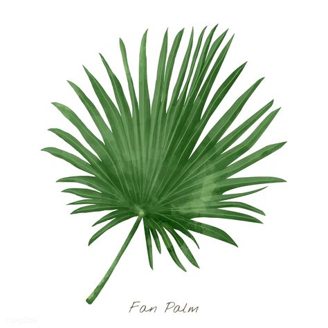 Fan palm leaf isolated on white background | premium image by rawpixel.com / busbus Fan Palm Illustration, Fan Palm Leaf, Tropical Leaves Illustration, Palm Background, Palm Tree Silhouette, Coconut Palm Tree, Leaves Watercolor, Fan Palm, Palm Tree Leaves