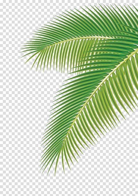 Lime Cocktails, Soup Aesthetic, Palm Tree Images, Palm Background, Palm Tree Background, Palm Tree Png, Green Leaf Background, Autumn Leaf Color, Lime Margarita