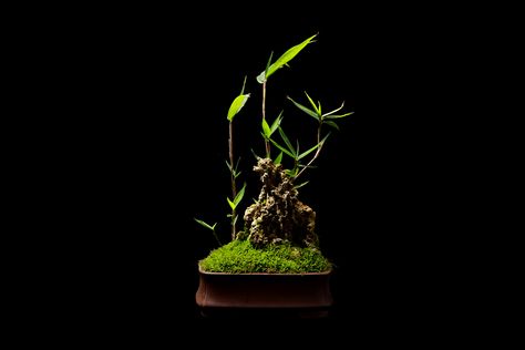 China Hangzhou plant bonsai moss Bonsai Moss, Bamboo Bonsai, Lab Ideas, Micro Garden, Badge Icon, Moss Ball, Mini Bonsai, Fairy Home, Dish Garden