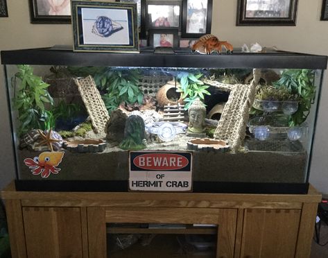 My “Crabitat” 2020 Bearded Dragon Tank Setup, Hermit Crab Homes, Crab Habitat, Bearded Dragon Vivarium, Bearded Dragon Terrarium Ideas, Hermit Crab Habitat, Crab Tank, Hermit Crab Tank, Bearded Dragon Diy