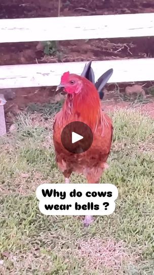 27K views · 14K reactions | Chickens and dad jokes just go together 🤣😂🤣😉 Happy Friday 🥰

.
.
.
.
.
.
.

#pets #facebookreels #fyp #funny #funnyvideos #jokes #dadjokes #chickens #rooster #backyardchickens | Baylee the Malshi Rooster Memes Funny, Chicken Quotes, Chickens Backyard, Dad Jokes, Happy Friday, Just Go, Rooster, Funny Gif, Funny Memes