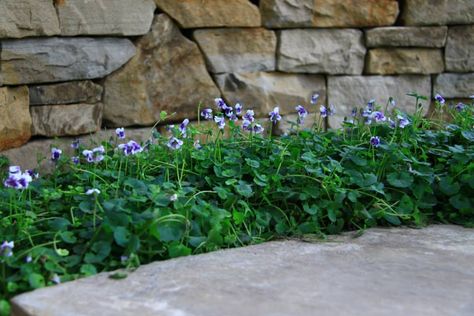 Viola hederacea from our #RHSChelsea best in show #garden #Australian #flowershow #flower #plant #flora Australian Violet, Viola Hederacea, Native Violet, Facade Landscape, Planting Palette, Wall Plants, Flowering Perennials, Violet Garden, Australian Native Garden