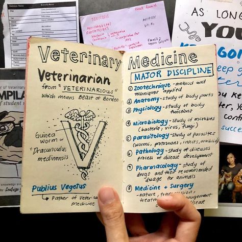 Vet School Acceptance Announcement, Vet Med Study Notes, Vetenary Medicine, Veterinarian Notes Aesthetic, Vet Tech Notes Aesthetic, Vet Notes Aesthetic, Vet School Aesthetic Notes, Vet Anatomy Notes, Vet Assistant Notes