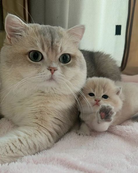 Angora Cat White, Cute White Cats, Cute Kitten Pics, Cat Cold, Cutest Kittens Ever, Angora Cat, Cat Black And White, Super Cute Kittens, It Never Ends