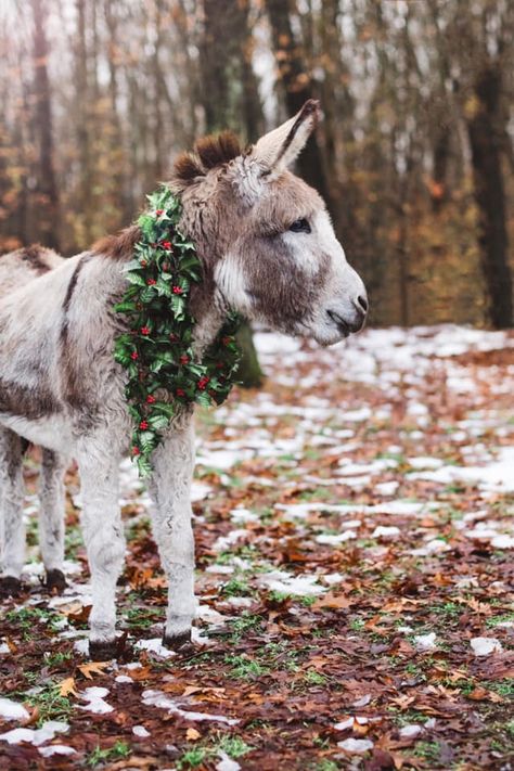 Christmas Donkey Pictures, Mini Donkey Photo Shoot, Donkey Christmas Pictures, Donkey Photoshoot, Cow Photoshoot, Christmas Card Photoshoot, Card Photoshoot, Barbie Pets, Christmas Pet Photos