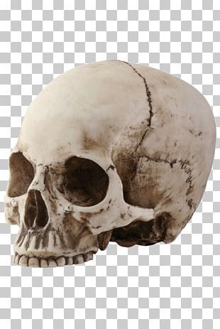 Wallpaper Editing, Skull Icon, Skull Clipart, Computer File, Logo Game, Skull Png, Skeleton Bones, Human Skeleton, Free Png Downloads