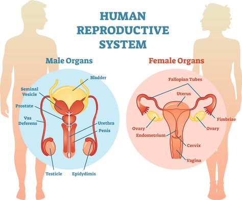 Human Reproductive System, Female Reproductive System Anatomy, Basic Anatomy And Physiology, Biology Facts, Female Reproductive System, Human Body Anatomy, Fallopian Tubes, Biology Notes, Health Screening