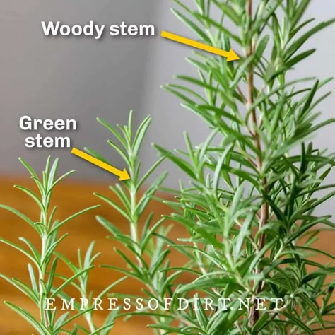 Rosemary From Cuttings, How To Grow Rosemary, Propagate Rosemary, Grow Rosemary, Rosemary Plants, Propagation Tips, Growing Herbs Indoors, Growing Rosemary, Rosemary Plant