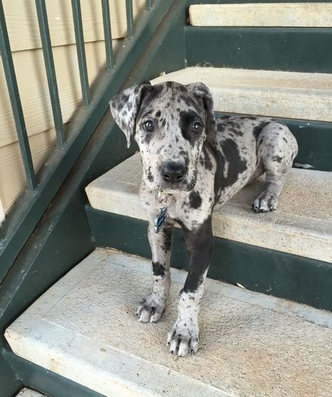 16 Reasons Why You Should Never Own Great Danes – The Paws Great Dane Pictures, Great Dane Facts, Blue Merle Great Dane, Merle Great Danes, Tattoo Animals, Cute Dog Costumes, Dogs Tattoo, Dane Puppies, Great Danes