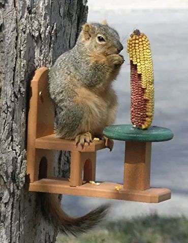 Squirrel Feeder Diy, Wood Squirrel, Squirrel Food, Ear Of Corn, Squirrel Feeders, Squirrel Pictures, Squirrel Feeder, Corn Cob, Food Log