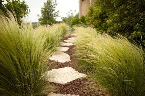 Mexican Feather Grass (Nassella tenuissima) - Wispy green blades form clumps reaching 2 feet tall and wide. This grass found in Texas, New Mexico, and Mexico develops blond summer flower heads Mexican Feather Grass, Ornamental Grass, Grasses Landscaping, Grasses Garden, Stone Path, Desert Garden, Have Inspiration, The Secret Garden, Desert Plants