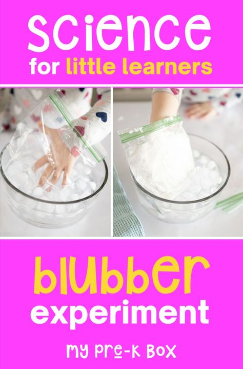 Blubber Experiment For Kids, Easy Preschool Science, Blubber Experiment, Animal Science Experiments, Animal Science Activities, Preschool Science Experiments, Arctic Animals Preschool Activities, Hibernation Preschool Activities, Arctic Animals Preschool