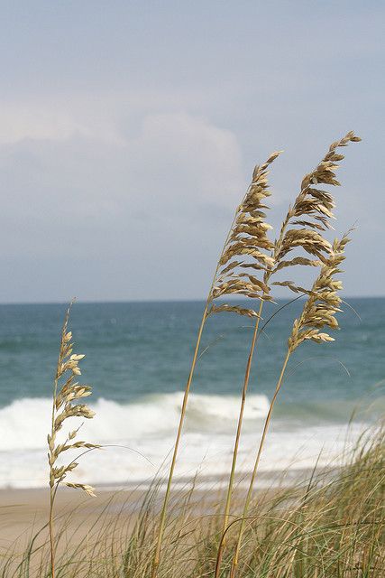 Sea Oats Painting, Sea Oats Tattoo, Airbnb Artwork, Seascape Paintings Beach Scenes, Shoreline Painting, Sea Oats, Beach Grass, Ocean Landscape, She Sells Seashells