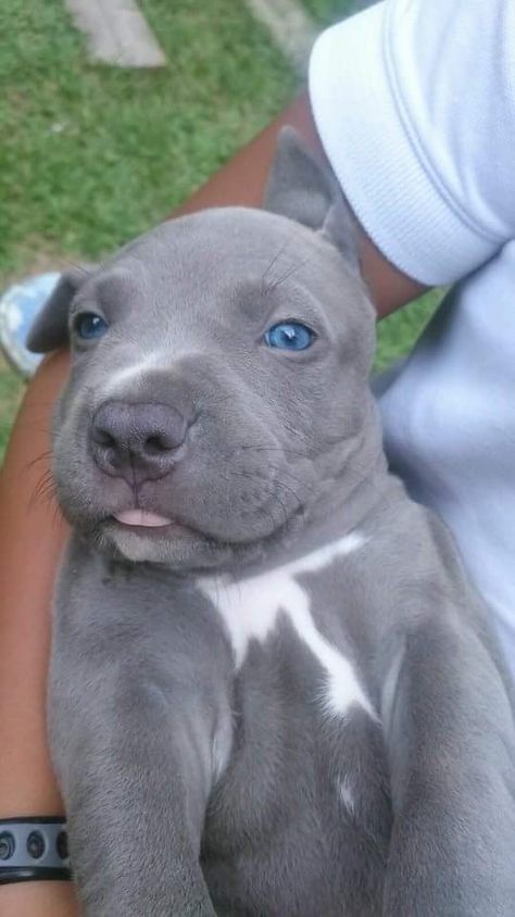 awwwwwwwww....silver pitbull Mini Pitbull, Silver Pitbull, Cute Grey Pitbulls, Gray Pitbull Puppy, White Pitbull With Blue Eyes, Pit Bull Puppies Blue, Blue Nose Pitbull Puppies, Pitbull Dog Breed, Funny Dog Jokes