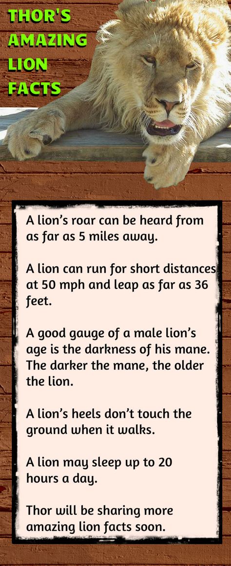 Thor the lion shares amazing facts about lions and the way they live. Lion Facts For Kids, Facts About Lions, Fun Facts About Lions, Safari Crafts, Lion Facts, Zoo Animal Crafts, Zoo Activities, Fun Facts For Kids, Senior Activities