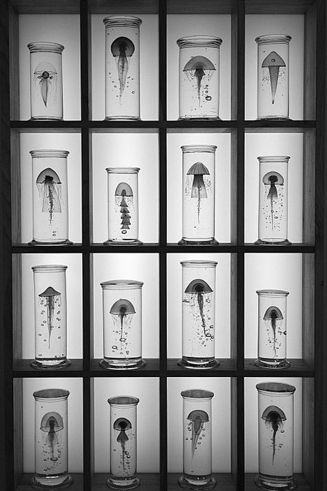 Jars Museum Of Curiosity, Black And White Artist, Journal Books, Curiosity Shop, Museum Displays, Cabinet Of Curiosities, Tableau Design, Nature Collection, Museum Exhibition