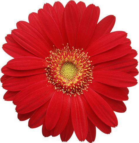 Red Gerbera Daisy, Daisy Clipart, Png Flowers, Gerber Daisy, Scrapbook Flowers, Red Daisy, Gerber Daisies, Gerbera Daisy, Floral Stickers