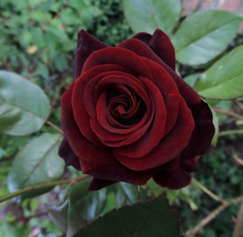 Black Baccara Roses, Black Magic Roses, Indoor Plant Lights, Propagating Roses, Black And Red Roses, Hybrid Tea Rose, Calla Lily Flowers, Heirloom Roses, Rose Varieties