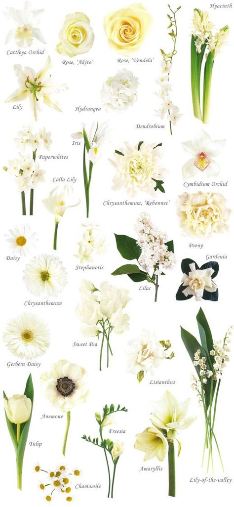 Have you ever found a picture of a bouquet and wondered, “What is that flower?” Here is a collection of flower names sorted by color. A few bouquet examples are at the bottom and so… White Flowers Names, Wedding Flower Types, Flower Chart, Flower Guide, Have Inspiration, Flower Names, White Wedding Flowers, White Gardens, Deco Floral