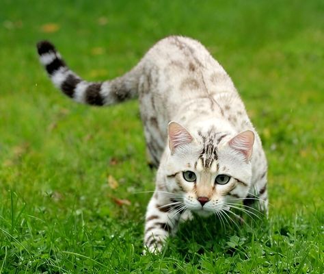 Cat Hunting Pose, Cats Hunting, Cat Hunting, Cat Anatomy, Cat Reference, Warrior Cats Art, Gorgeous Cats, Cat Pose, Pet Kitten