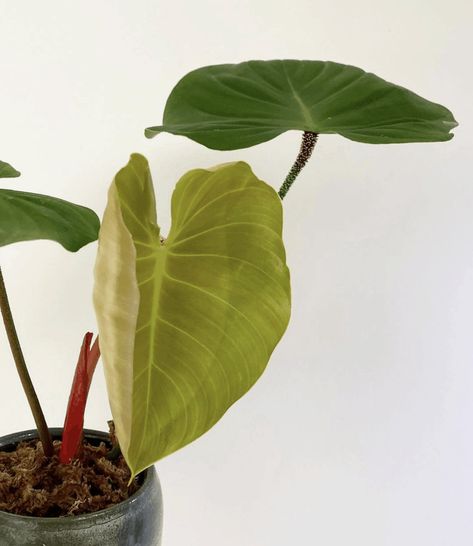 Philodendron Care, Philodendron Plant, New Roots, House Plant Care, Garden Soil, Large Plants, Ground Cover, Mulch, Plant Care