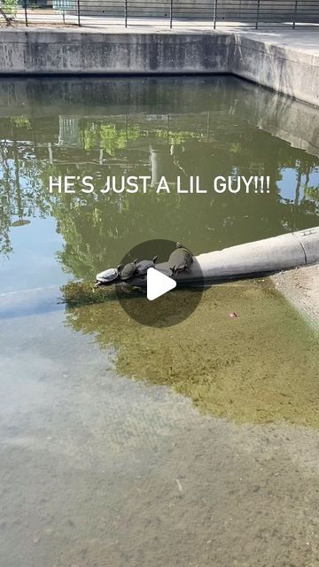 837K likes, 1,357 comments - jessicaguzan on May 17, 2024: "Probably about 2 inches long and already hanging out with the adults. So cute! #turtle #turtles #reptile #reptilesofinstagram #nature #animal #sanantonio #texas". Turtle On Skateboard, Turtle Videos, Funny Turtles, Turtle Cute, Turtles Funny, Pet Turtle, Cute Turtle, Cute Reptiles, Tortoise Turtle