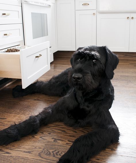 Dog Feeder DIY + Giveaway - Room For Tuesday Giant Schnauzer No Beard, Dog Feeder Diy, Giant Shnauzer, Schnauzer Gigante, Diy Giveaway, Schnauzer Grooming, Schnauzer Mix, Room For Tuesday, Giant Schnauzer