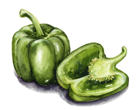 Pepper Watercolor, Canvas Art Painting Ideas, Art Painting Ideas, Vegetable Painting, Watercolor Food, Object Drawing, Watercolor Fruit, Creating Artwork, Still Life Drawing