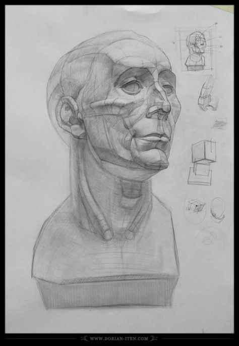 ArtStation - Russian Academy Florence - Traditional Academic Drawings, Dorian Iten Planar Head, Florence Academy Of Art, Academic Drawing, Anatomy Sculpture, Human Anatomy Art, Anatomy Sketches, Anatomy For Artists, Drawing Studies, Human Head