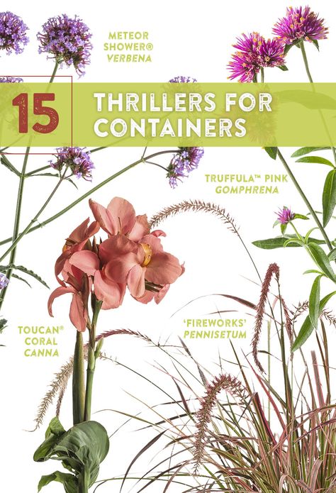 Filler Thriller Spiller Planters Ideas, Thriller Spiller Filler Ideas, Container Gardening Flowers Combinations, Container Garden Plans, Thriller Filler Spiller Ideas Shade, Thriller Flowers For Pots, Fillers Spillers And Thrillers, Thrillers Fillers And Spillers Ideas, Spillers For Containers