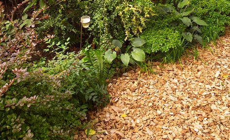 Wood Chips Landscaping, Hostas Plants, Wood Chip Mulch, Tree Mulch, Repotting Orchids, Tree Removal Service, Mulch Landscaping, Garden Problems, Land Clearing