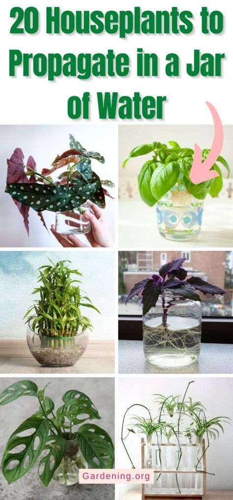 Easy Houseplants To Propagate, Indoor Plants Propagation, Plants In Jars Of Water, Propagating House Plants In Water, Propagating In Water, Indoor Plants In Glass Jars, What Plants Can You Propagate In Water, Plants You Can Propagate In Water, Propagating Succulents In Water