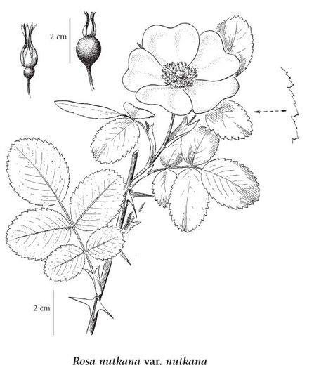 Rose Plant Drawing, Community Mapping, Nootka Rose, University Of Victoria, Native Plant Gardening, Rose Plant, First Peoples, Invasive Plants, Plant Guide