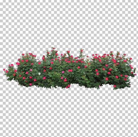 Bushes Png, Tree Clip Art, Tree Photoshop, Roses Png, Wedding Card Design Indian, Trees Png, Attractive Wallpapers, Rose Tree, Landscape Design Drawings