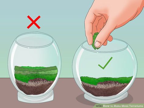 Moss Terrarium Diy, Moss Terrariums, Make A Terrarium, Growing Moss, Beautiful Terrariums, Moss Plant, Mini Terrarium, Moss Terrarium, Moss Garden